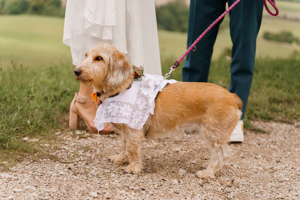 hund-hochzeit